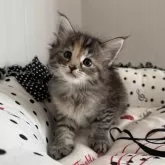 ノルウェージャンフォレストキャット【香川県・女の子・2025年9月27日・ブラウンパッチドタビー】の写真6