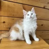 ノルウェージャンフォレストキャット【香川県・男の子・2025年8月24日・レッドマッカレルタビー&ホワイト】の写真7