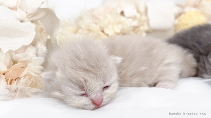 小川旭泉ブリーダーのブログ：マンチカン子猫の成長記録🎀