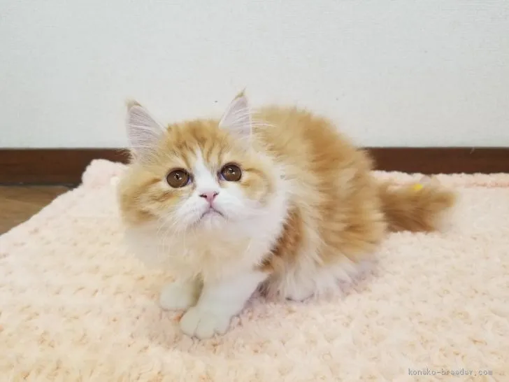 ID：2005-00450の子猫