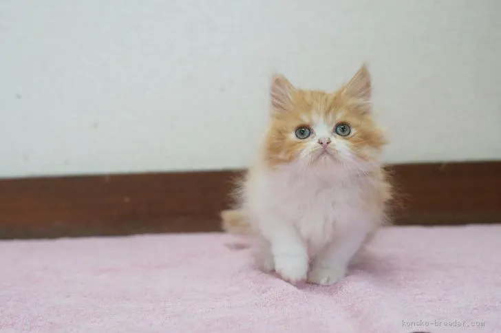 ID：2002-01399の子猫