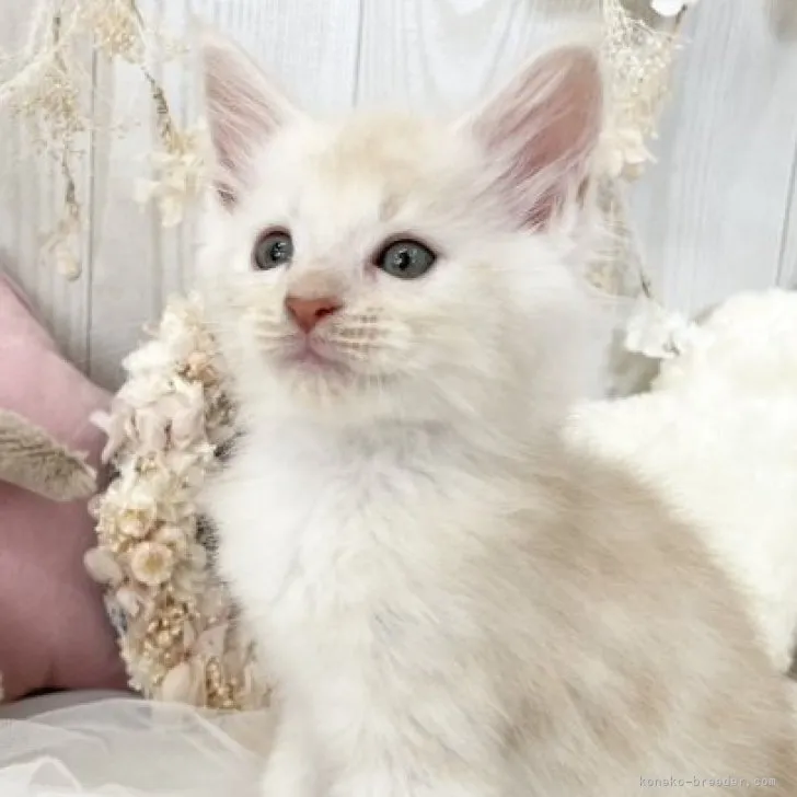 ID：2305-02005の子猫