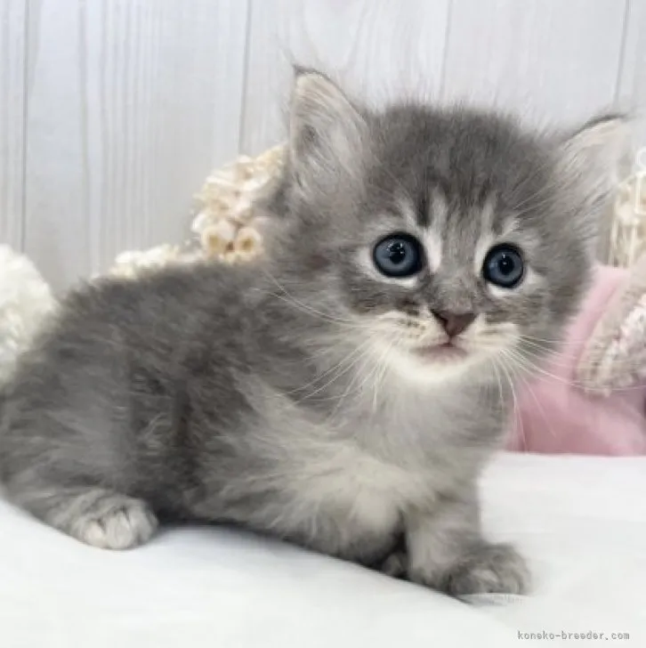 ID：2309-02170の子猫