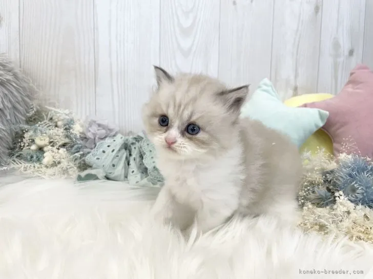 ID：2111-00767の子猫