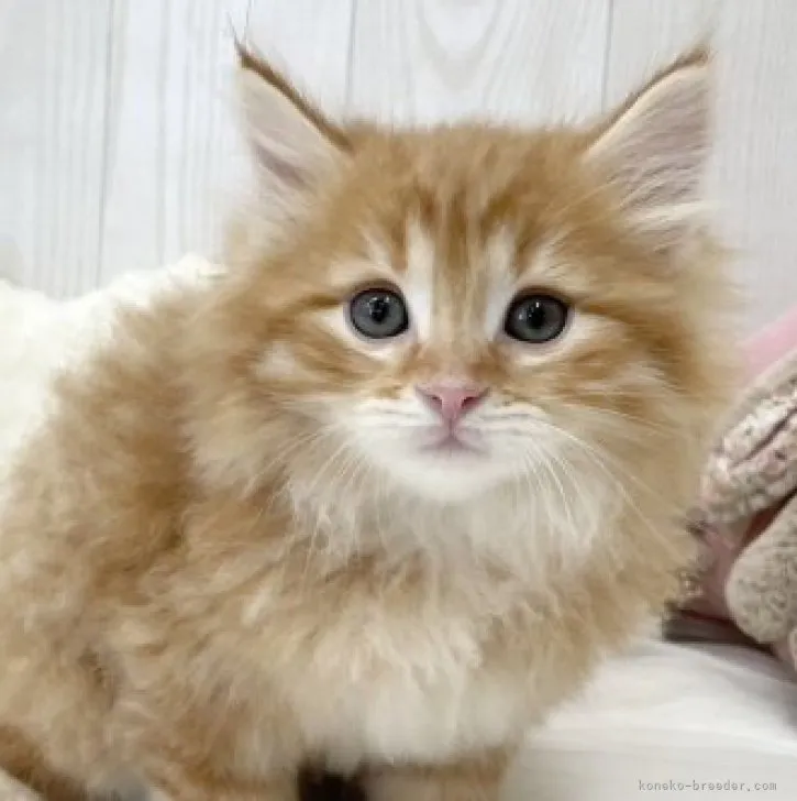 ID：2304-03279の子猫