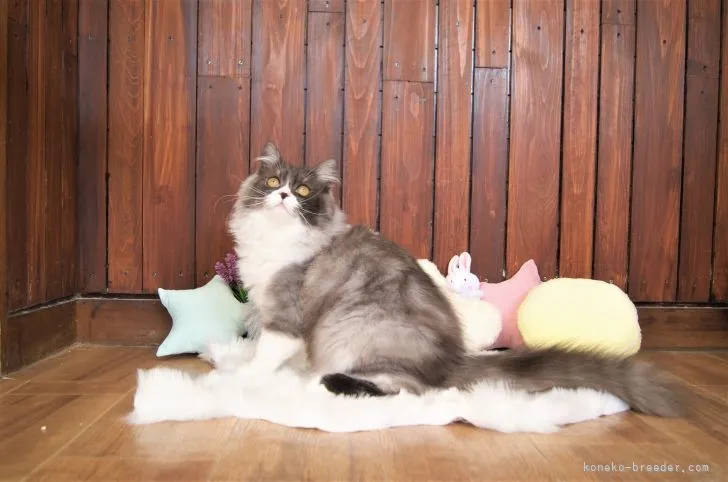 ID：2101-01629の子猫