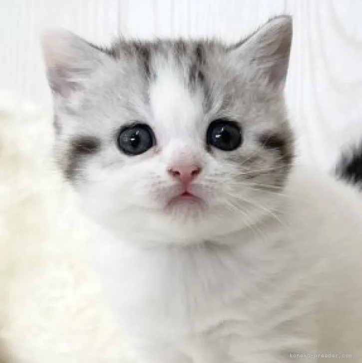 ID:2306-03438の子猫