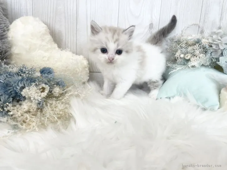 ID:2204-01295の子猫
