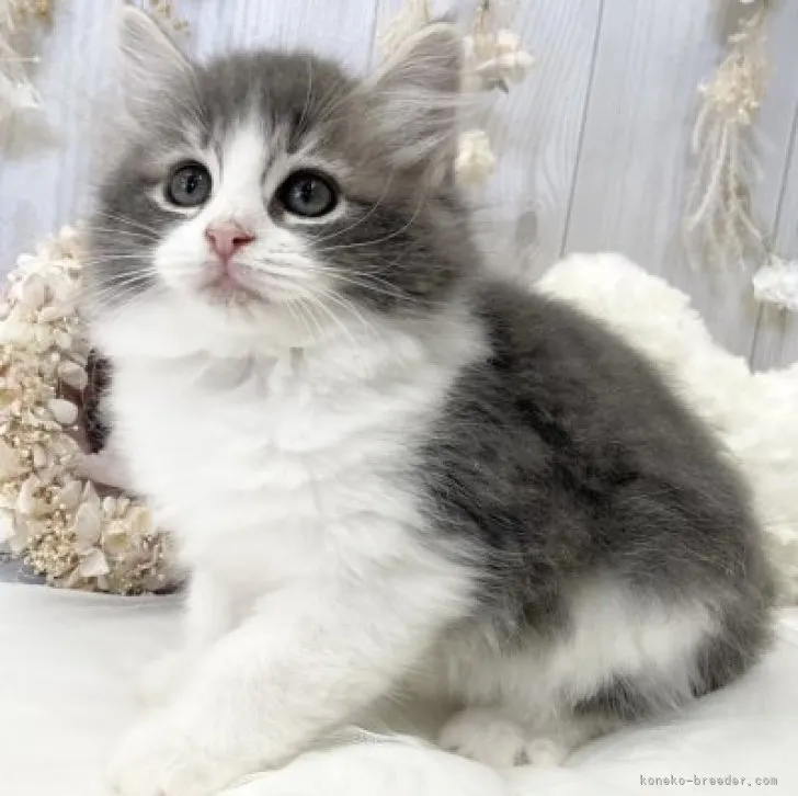 ID：2309-00446の子猫