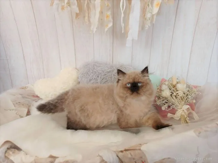 ID:2104-00348の子猫