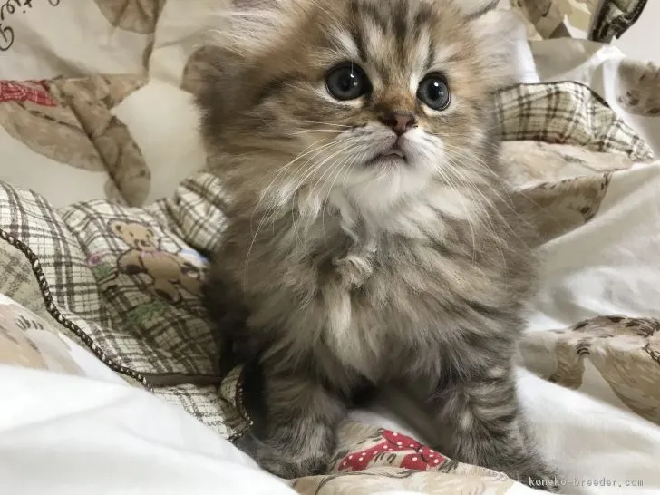 ID：1808-01134の子猫