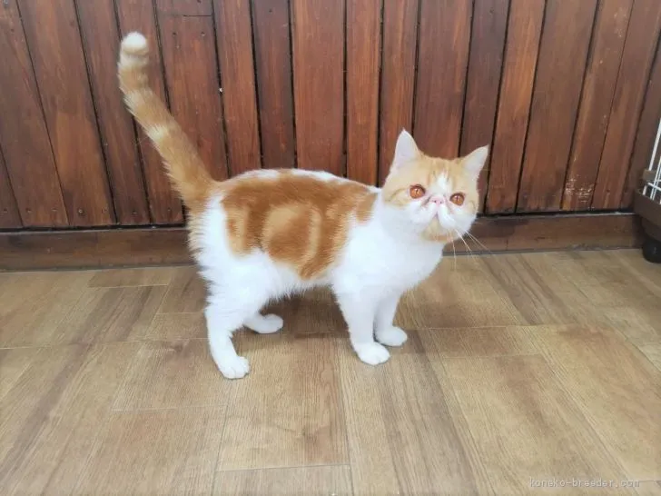 ID:2011-00486の子猫