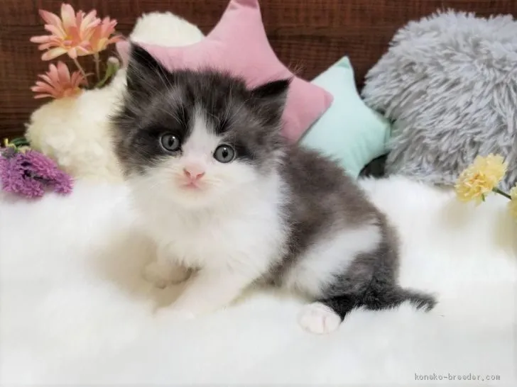 ID：2010-00199の子猫