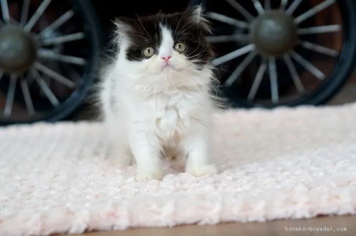 ID：1808-00750の子猫