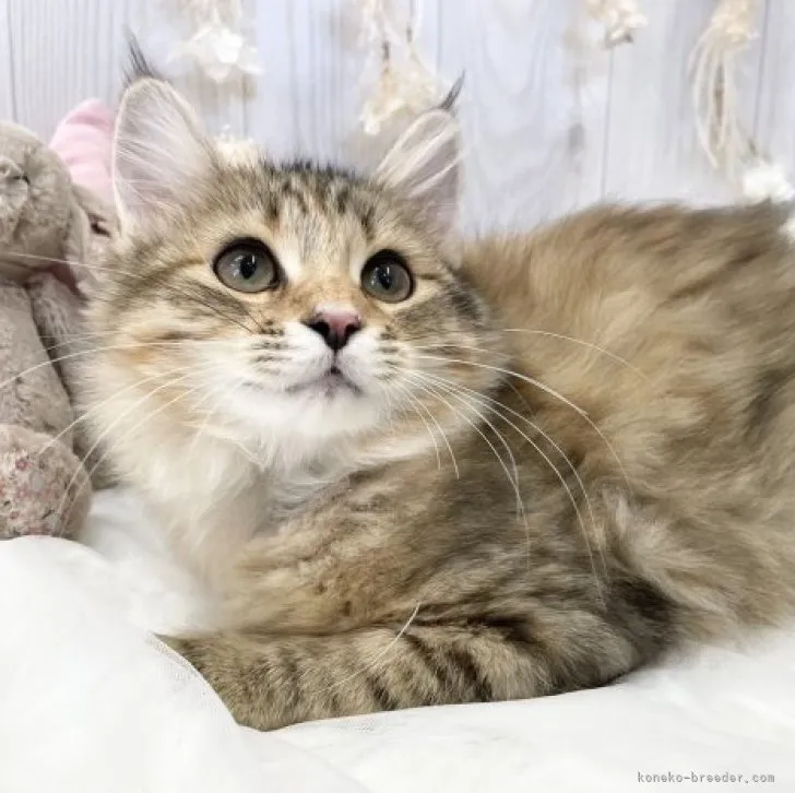 ID：2304-03287の子猫