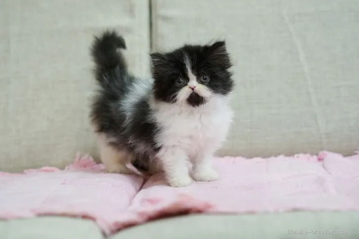 ID：1904-01055の子猫