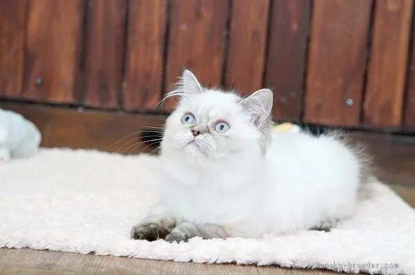 ID：1907-01241の子猫