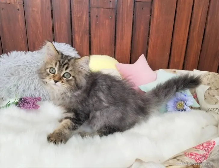 ID：2102-00953の子猫