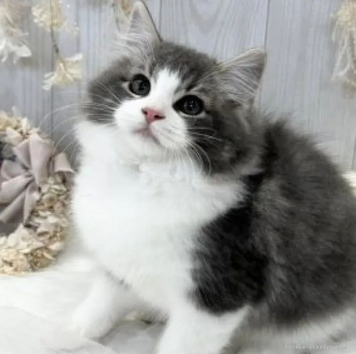 ID：2309-00447の子猫