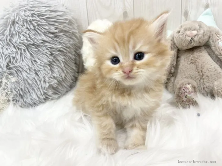 ID:2203-02332の子猫