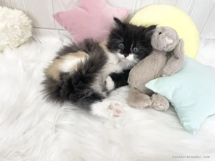 ID：2202-00945の子猫