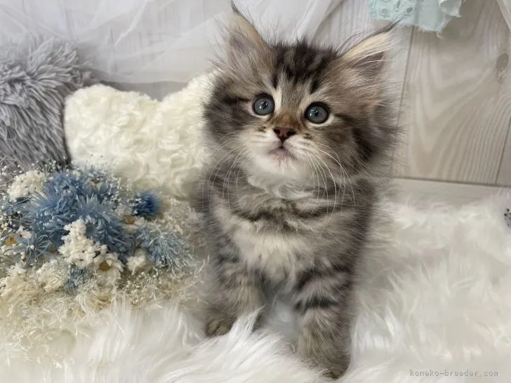 ID：2108-00479の子猫