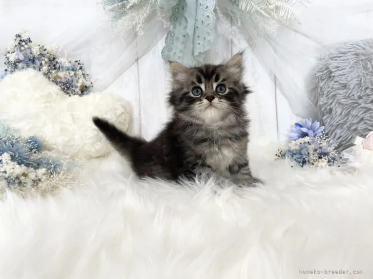 ID：2108-00483の子猫