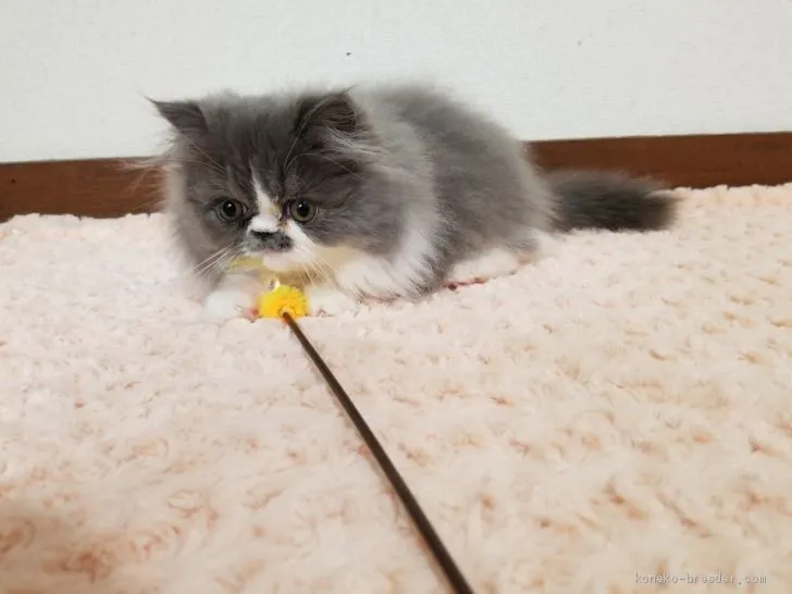 ID：2001-01057の子猫