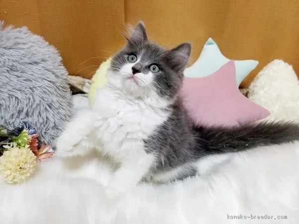 ID:2007-00321の子猫