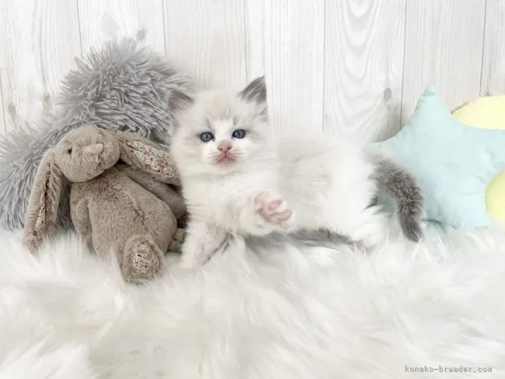 ID：2202-00594の子猫