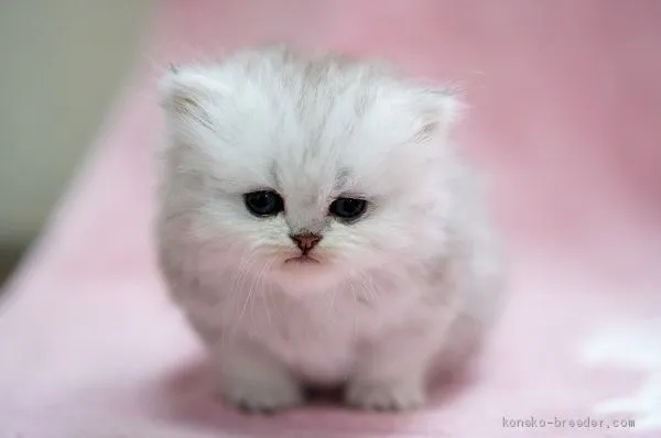 ID：2005-00791の子猫