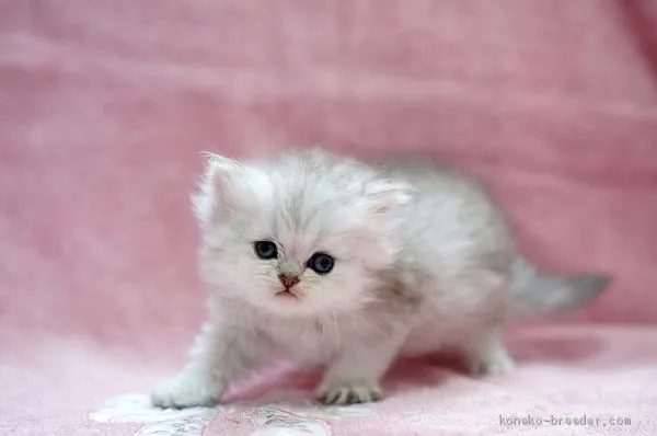 ID：2005-00790の子猫