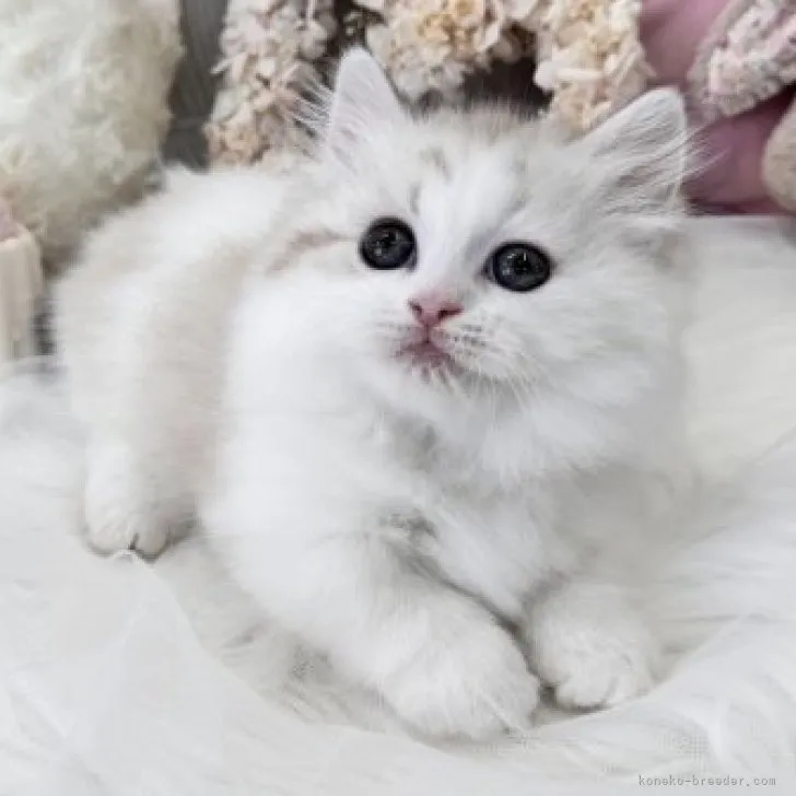 ID：2310-01627の子猫