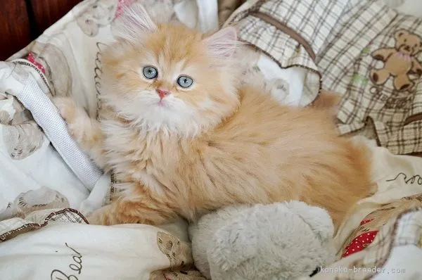 ID：1906-01571の子猫