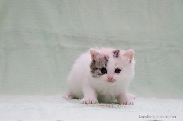 ID：2006-00748の子猫