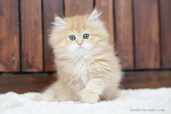 ID:1906-01572の子猫