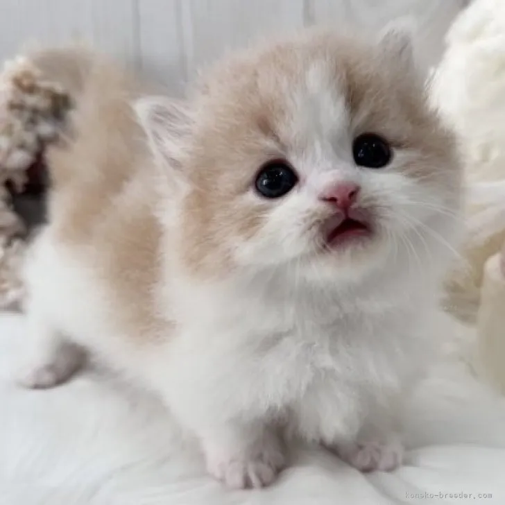ID:2311-00877の子猫