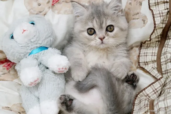 ID：1907-00203の子猫