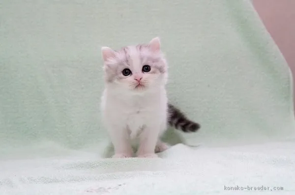 ID:2006-00752の子猫