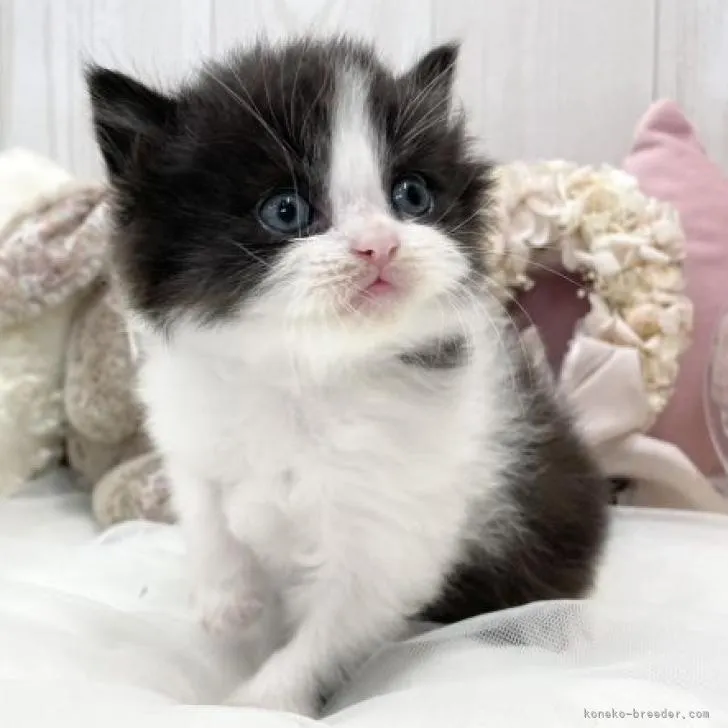 ID：2302-00997の子猫