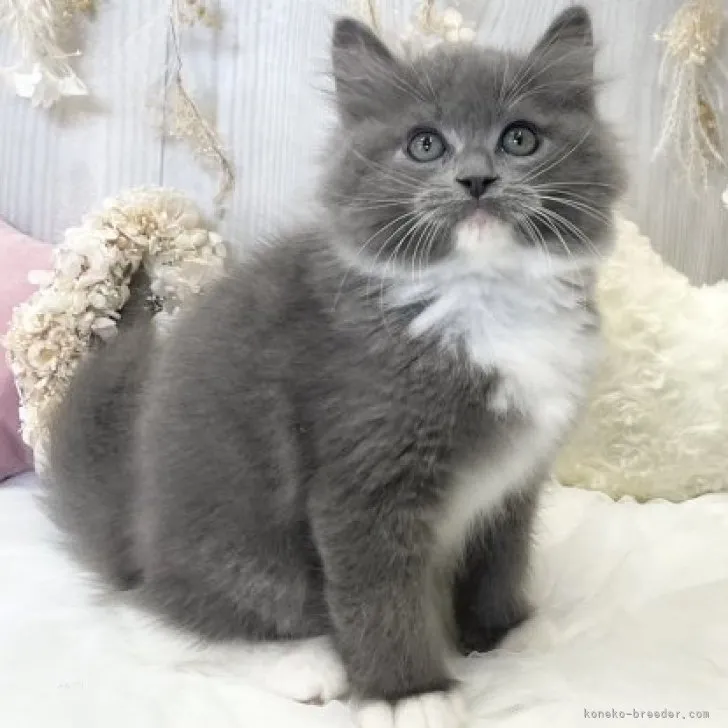 ID：2309-00456の子猫