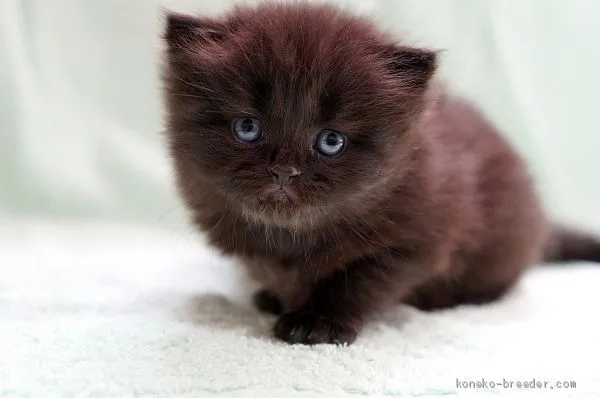 ID：2005-01732の子猫