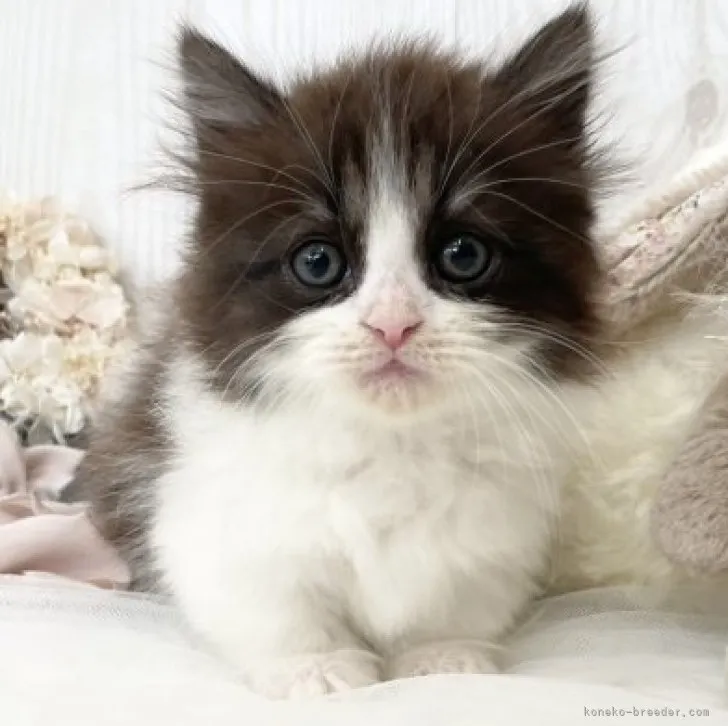 ID:2305-00932の子猫