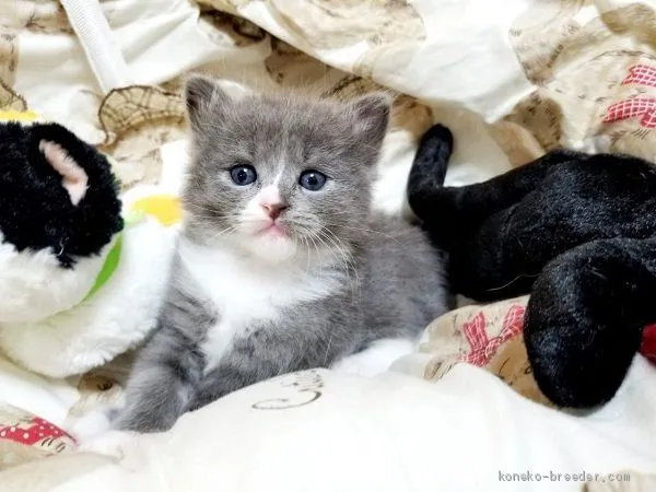 ID：2007-00324の子猫