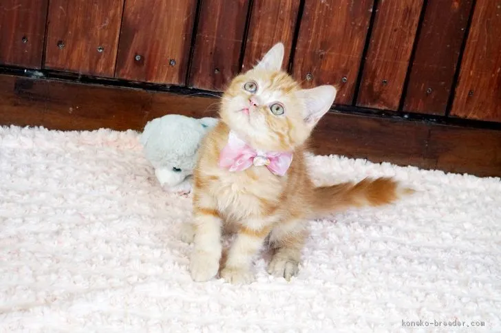 ID：1909-00173の子猫