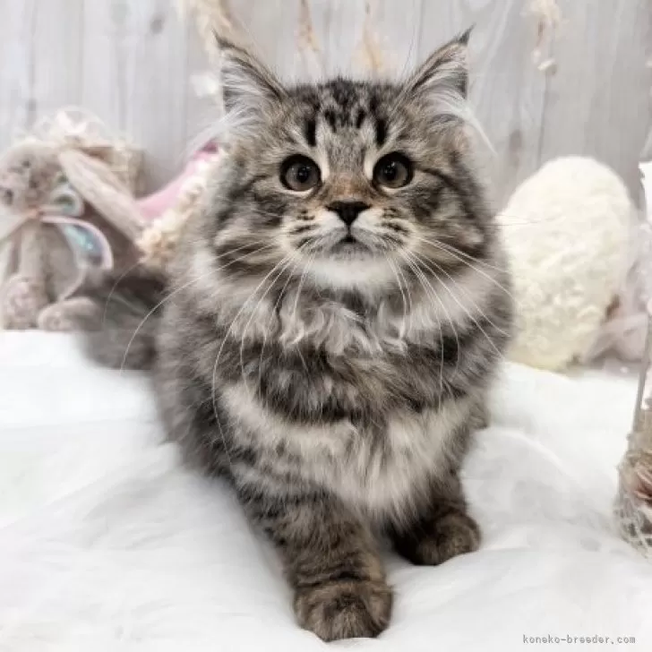 ID:2309-02757の子猫