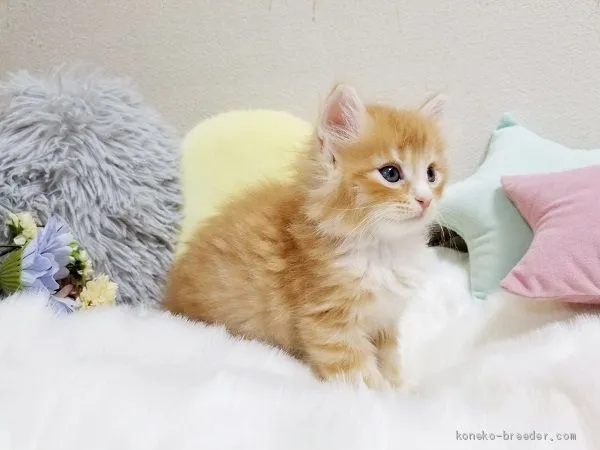 ID:2008-00243の子猫