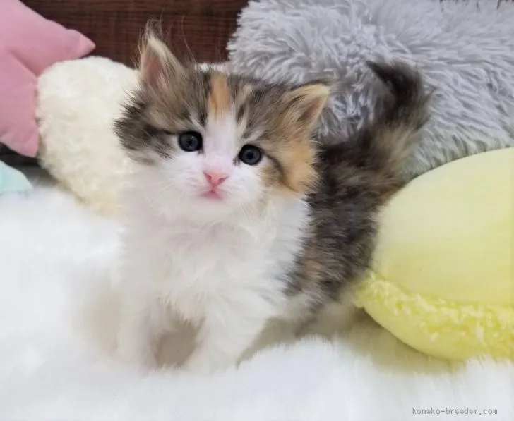 ID:2101-01191の子猫
