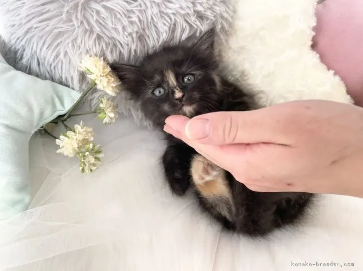 ID：2105-00878の子猫