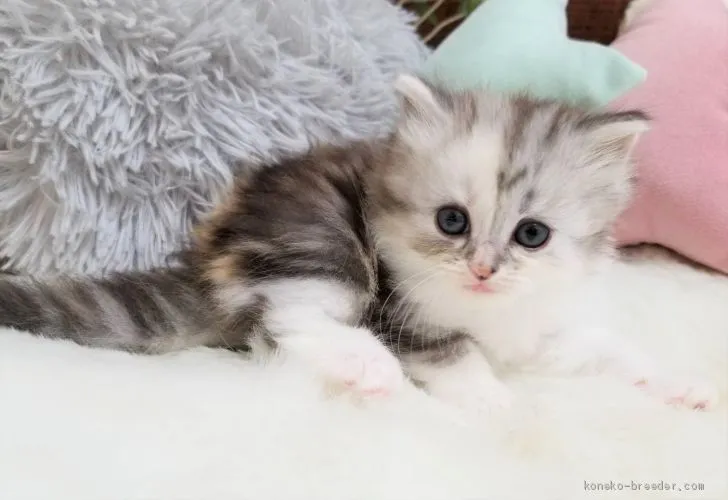 ID：2012-01253の子猫